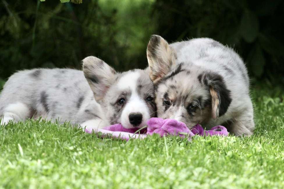Собаки в Москве: Щенки вельш корги кардиган Мальчик, 80 000 руб. - фото 8