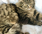 Кошки в Москве: Пушистый котик Цезарь в добрые руки  Мальчик, Бесплатно - фото 3
