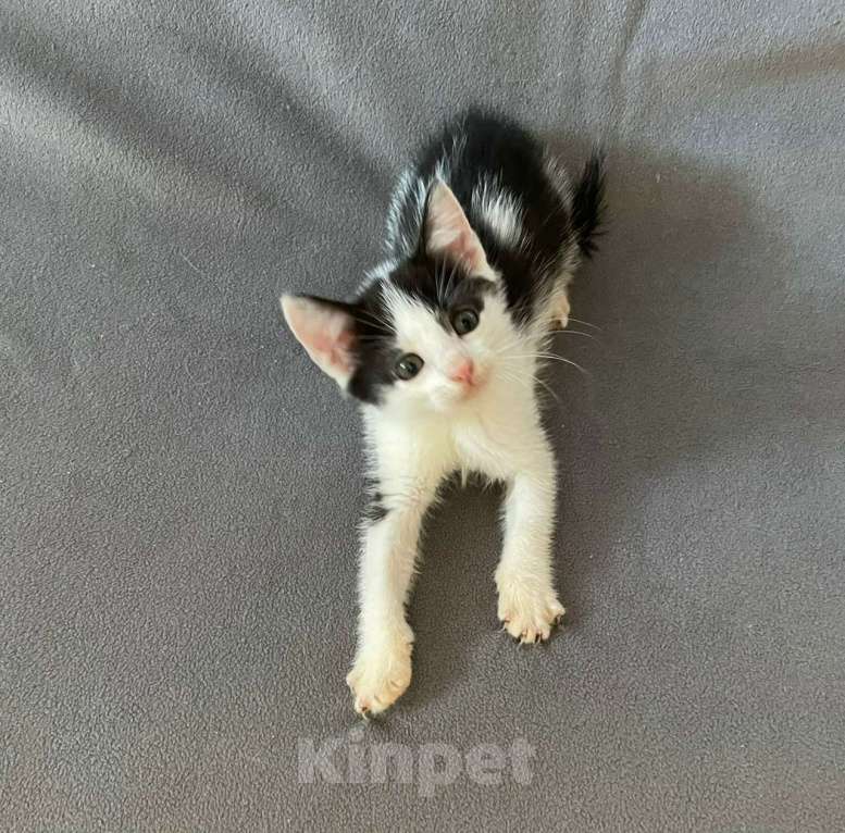 Кошки в Санкт-Петербурге: Фантастический малыш Кирюша Мальчик, Бесплатно - фото 3