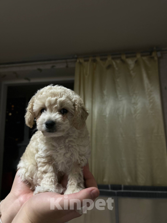 Собаки в Мытищах: Бонус Мальчик, 70 000 руб. - фото 3