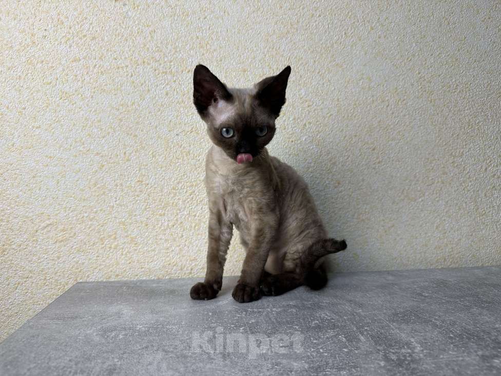 Кошки в Москве: Минковая кошечка девон рекс Девочка, 85 000 руб. - фото 7