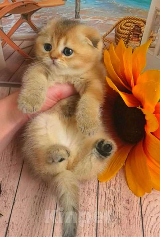 Кошки в Москве: Шотландские котята Девочка, 35 000 руб. - фото 6