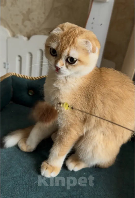 Кошки в Москве: Джинни Девочка, 60 000 руб. - фото 3