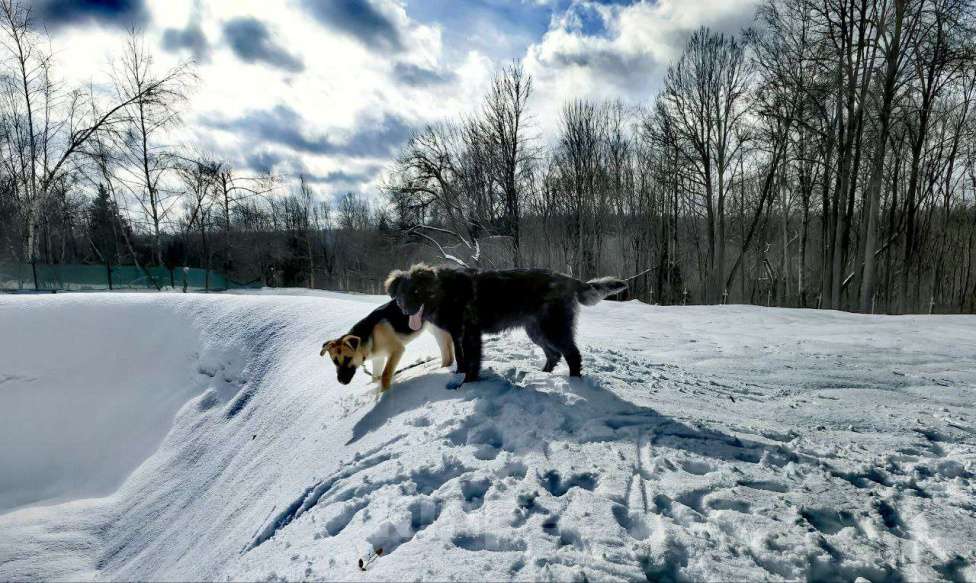 Собаки в Лобне: шикарный щенок Батлай бесплатно Мальчик, Бесплатно - фото 4