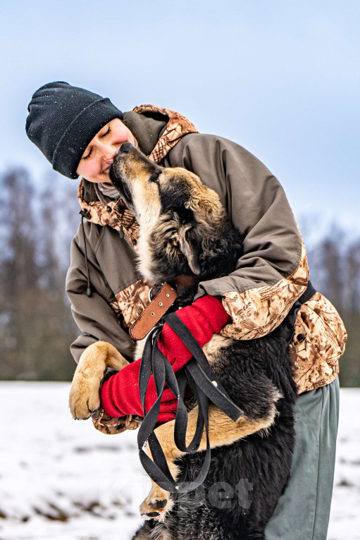 Собаки в Клине: Патрик — красивейший мощный пёс Мальчик, Бесплатно - фото 6