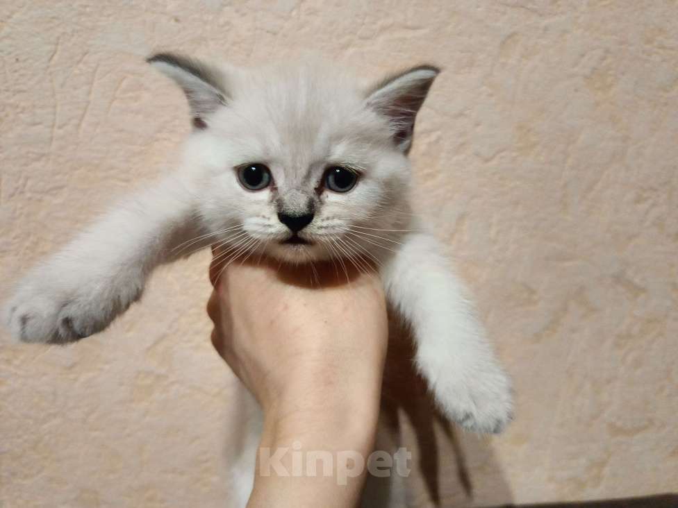 Кошки в Ростове-на-Дону: Мальчик 1 Мальчик, 13 000 руб. - фото 3