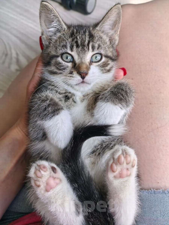 Кошки в Санкт-Петербурге: Очаровательные котята ищут дом! Девочка, Бесплатно - фото 1