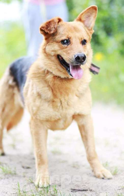 Собаки в Москве: Трезор Мальчик, Бесплатно - фото 2