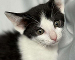 Кошки в Москве: Котята ищут дом. Мальчик, Бесплатно - фото 3