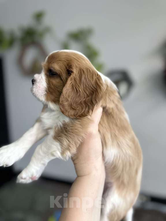 Собаки в Красногорске: Кавалер Кинг Чарльз Спаниель Мальчик, 100 000 руб. - фото 2