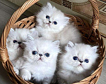 Кошки в Лобне: Котенок Шиншилла поинт с синими глазами Мальчик, 45 000 руб. - фото 2