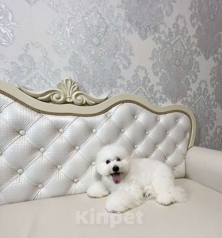 Собаки в Москве: мальчик Мальчик, 60 000 руб. - фото 3