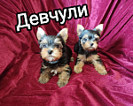Собаки в Кемерово: Девочки Девочка, 50 руб. - фото 1
