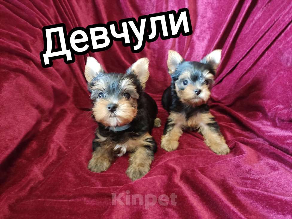 Собаки в Кемерово: Девочки Девочка, 50 руб. - фото 1