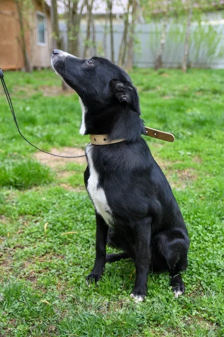 Собаки в Подольске: Очаровательный щенок-подросток Мила ждёт своего человека! Девочка, Бесплатно - фото 6