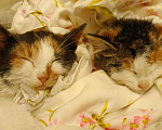 Кошки в Балашихе: Котята в добрые руки Девочка, 1 руб. - фото 2