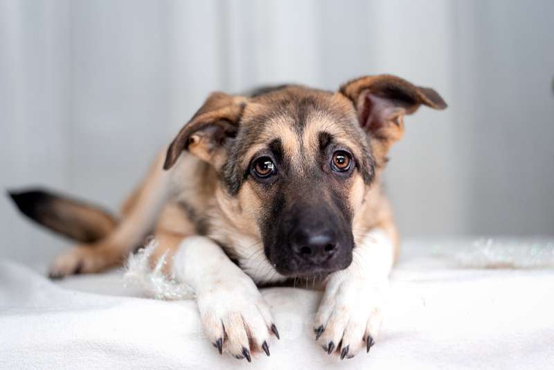 Собаки в Москве: Посмотрите в эти глаза! Щенок Вега хочет домой! Девочка, Бесплатно - фото 3