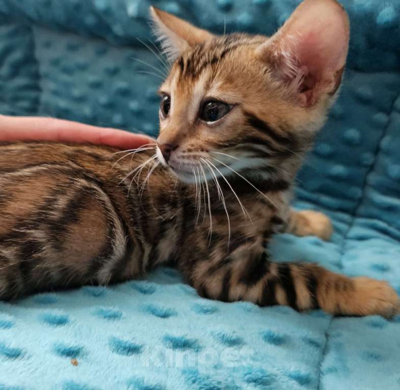 Кошки в Казани: Бенгальский котенок окрас розетка на золоте  Девочка, 45 000 руб. - фото 1