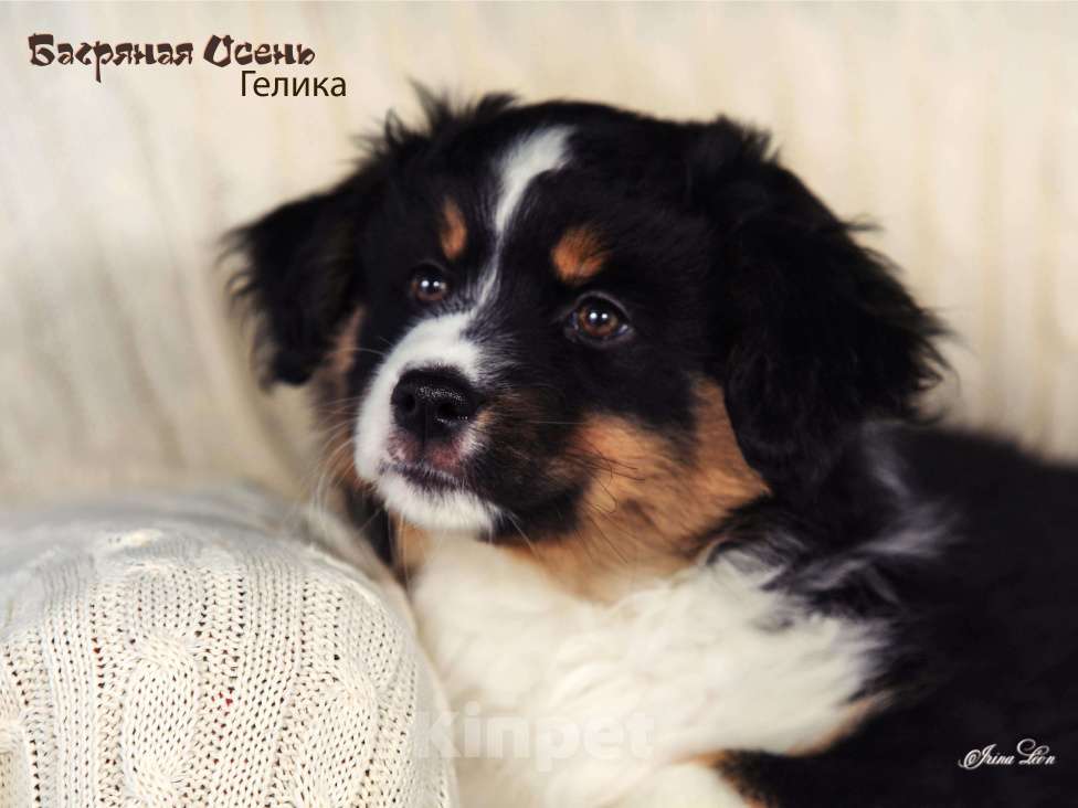 Собаки в других городах Московской области: Продается девочка миниаусси Девочка, 60 000 руб. - фото 8