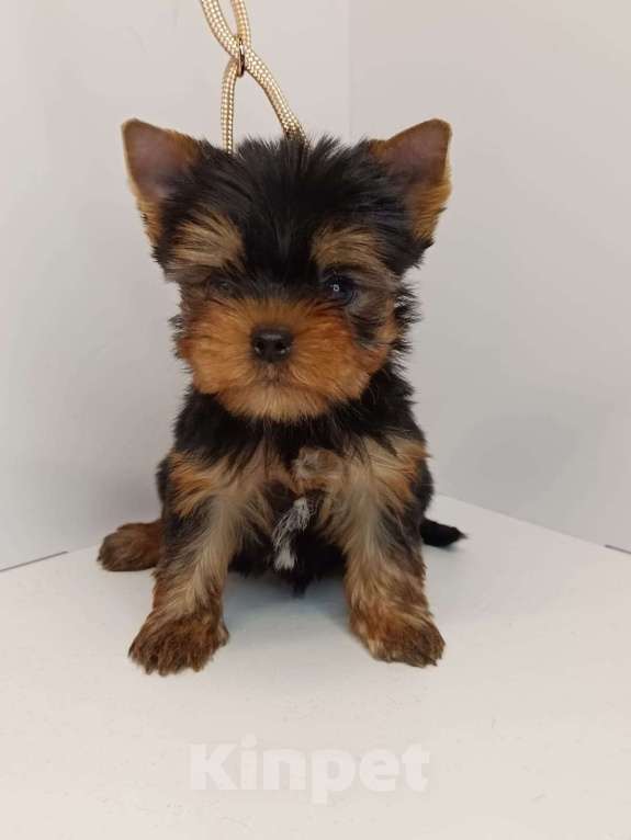 Собаки в других городах Московской области: Леон Мальчик, 55 000 руб. - фото 2