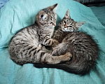 Кошки в Иркутске: Котёнок ищет хозяина Мальчик, Бесплатно - фото 4