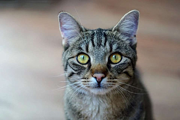 Азиатская табби 