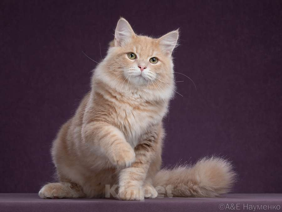 Кошки в Химках: Сибирский котик Нильс  ищет новый дом. Мальчик, 80 000 руб. - фото 1
