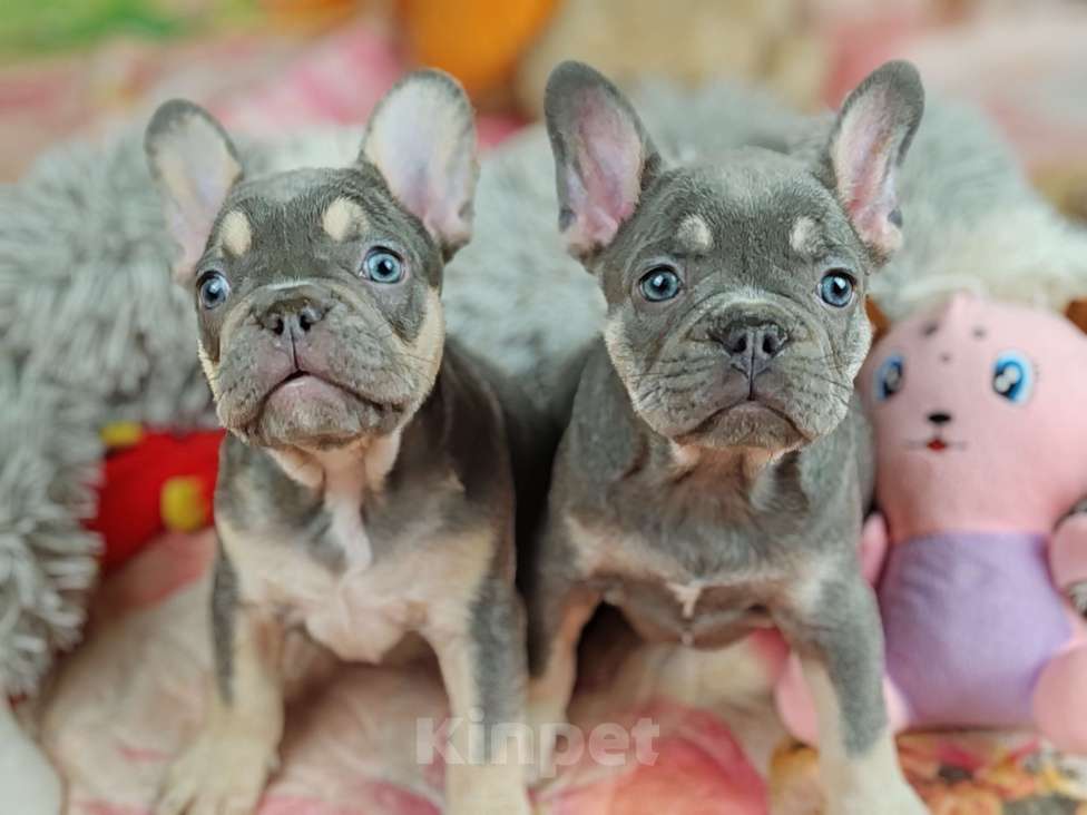 Собаки в Санкт-Петербурге: Шикарный лиловый мальчик  Девочка, 80 000 руб. - фото 8