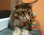 Кошки в Малмыже: Чистокровная кошечка мейн-кун., 20 000 руб. - фото 8