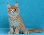 Кошки в Мытищах: Котенок Мейн-кун Мальчик, 40 000 руб. - фото 3