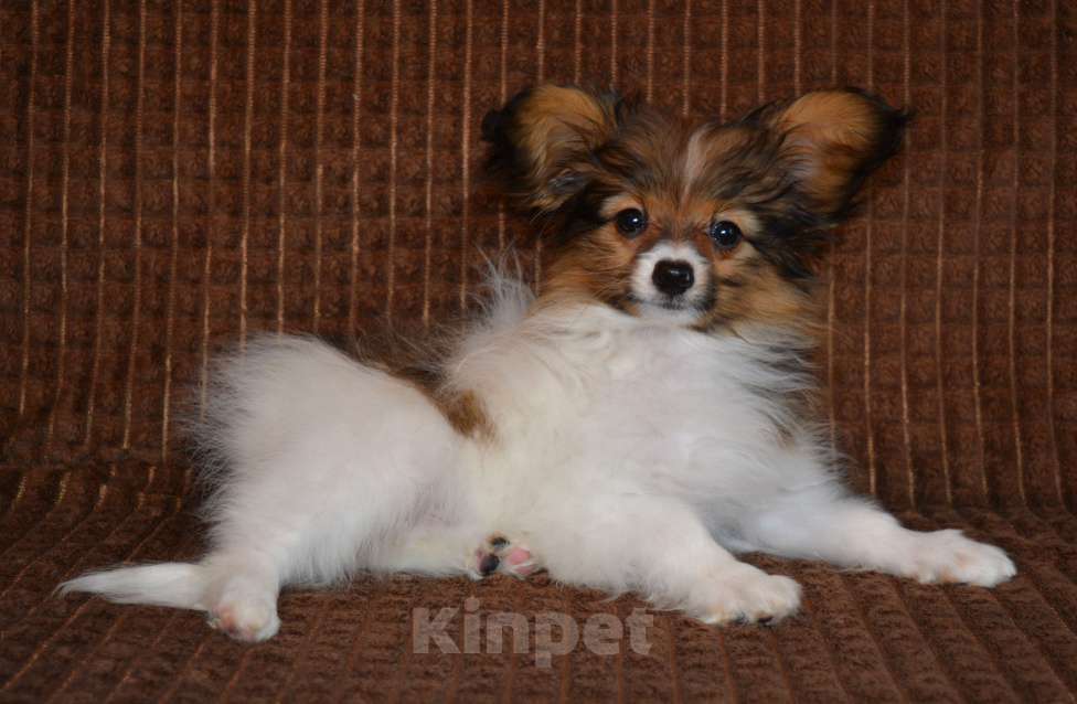 Собаки в Москве: Рыжий мальчик папийона Мальчик, 50 000 руб. - фото 1