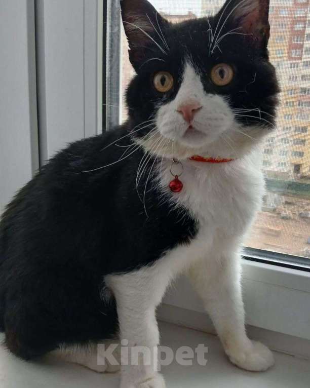 Кошки в Москве: У волонтера онкология — коту некуда идти  Мальчик, Бесплатно - фото 2