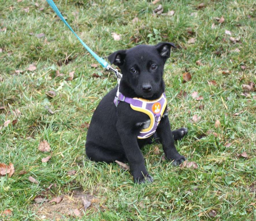 Собаки в Москве: Малышка Масяня ищет свою любимую семью  Девочка, Бесплатно - фото 6