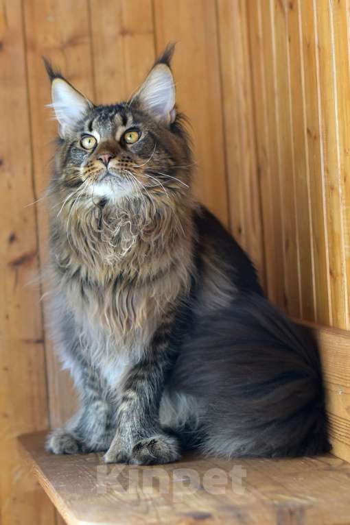 Кошки в Москве: Котенок 5 Мальчик, 1 руб. - фото 4