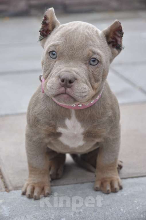 Собаки в Москве: Красотка американский булли Девочка, 80 000 руб. - фото 3