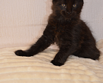 Кошки в Санкт-Петербурге: Черный магический мейн-кун Мальчик, 90 000 руб. - фото 2