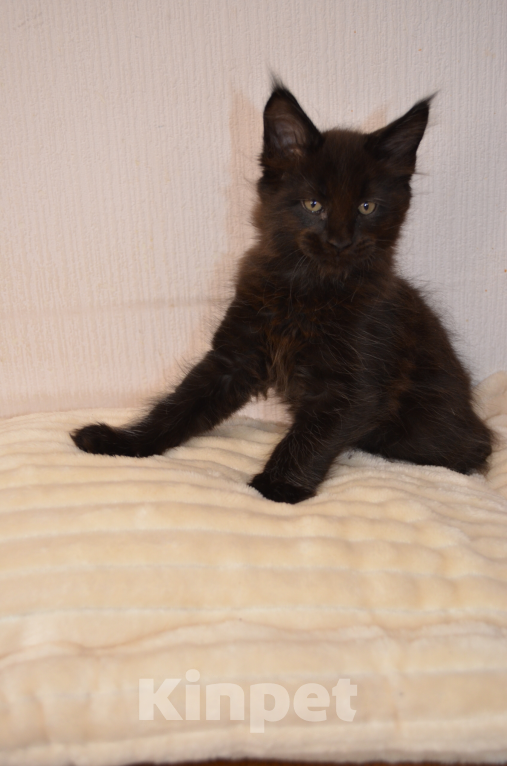 Кошки в Санкт-Петербурге: Черный магический мейн-кун Мальчик, 90 000 руб. - фото 2