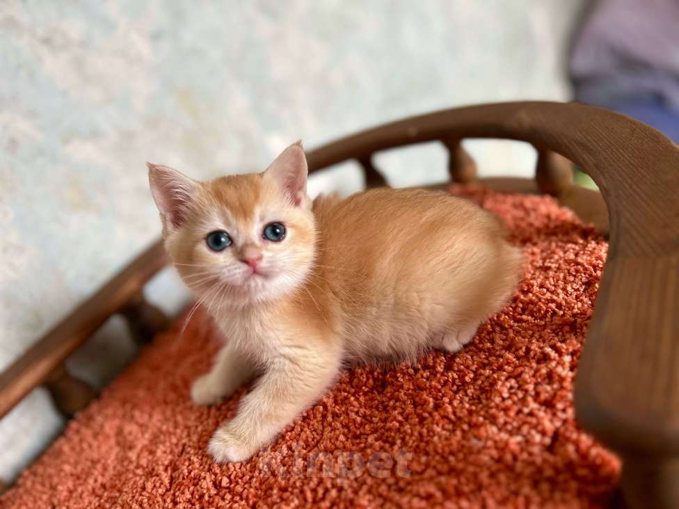 Кошки в Москве: Кошечка Золотая Шиншилла  Девочка, 35 000 руб. - фото 7