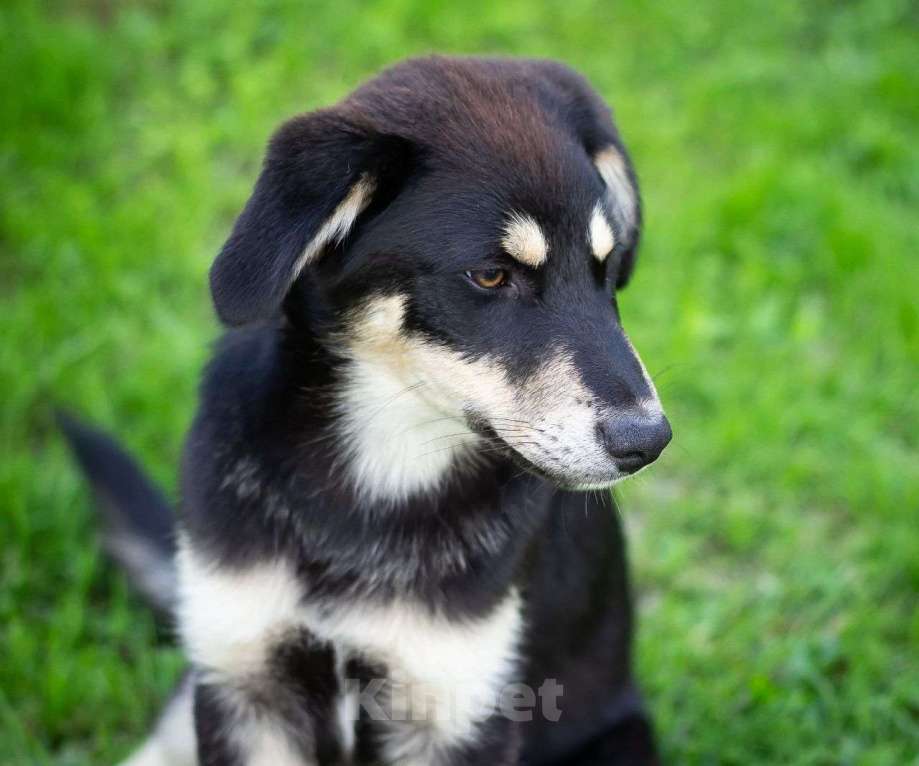 Собаки в других городах Московской области: Щенки  ищут дом Мальчик, Бесплатно - фото 3