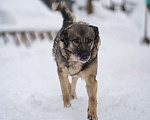 Собаки в Красногорске: Взрослая Моника в самом расцвете сил и интеллекта ищет дом Девочка, Бесплатно - фото 3