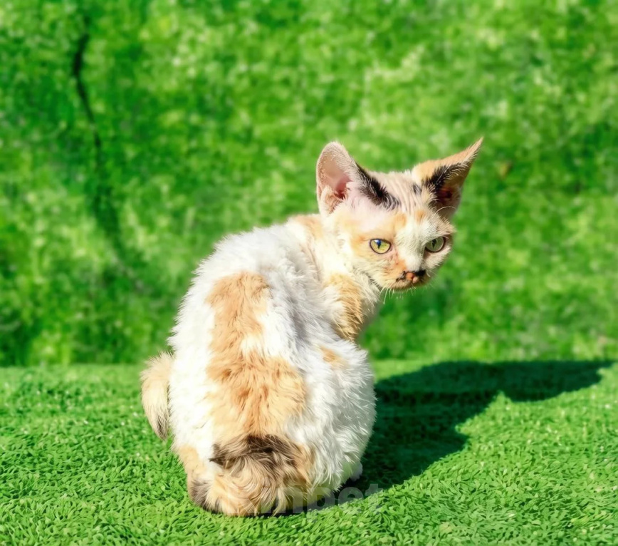 Кошки в Москве: девон рекс котенок трехцветная кошечка Девочка, 65 000 руб. - фото 2