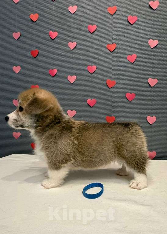 Собаки в Кургане: Щенок вельш корги пемброк, кобель Мальчик, 50 000 руб. - фото 3