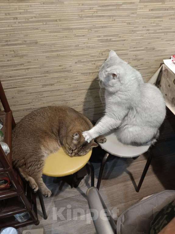 Кошки в Казани: Британский короткошерстный кот Мальчик, 5 000 руб. - фото 8