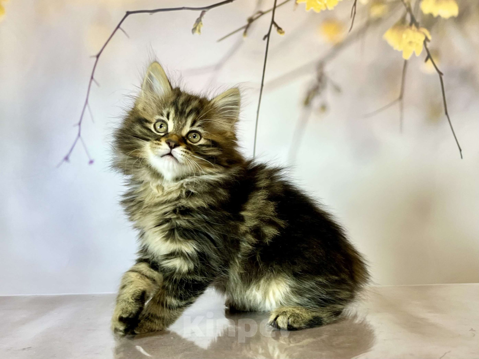 Кошки в других городах Московской области: Кошка - Fenechka  Девочка, 35 000 руб. - фото 2