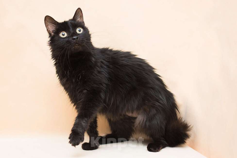 Кошки в Москве: Лекси ищет дом Девочка, Бесплатно - фото 1