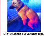 Собаки в Пензе: Потеряна собака Девочка, 30 000 руб. - фото 1