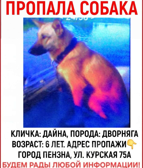 Собаки в Пензе: Потеряна собака Девочка, 30 000 руб. - фото 1