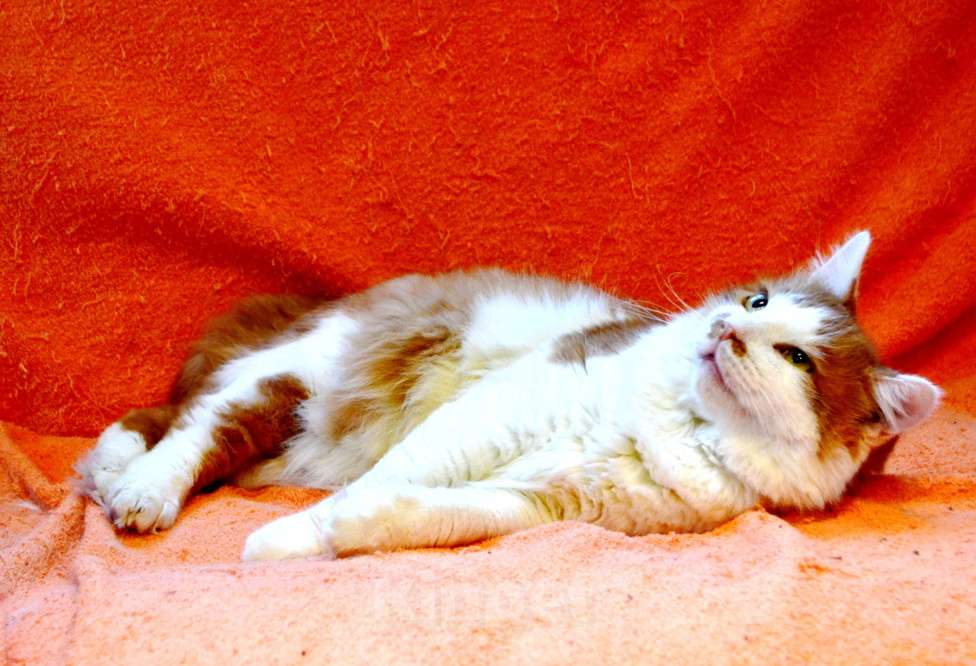 Кошки в Санкт-Петербурге: Большой роскошный ласковый котяра-лев Мальчик, Бесплатно - фото 4