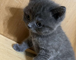 Кошки в Армавире: Девочка серенькая, британская прямоухая  Девочка, 12 000 руб. - фото 3