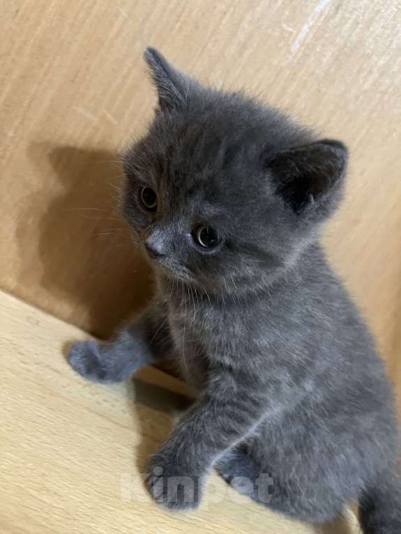 Кошки в Армавире: Девочка серенькая, британская прямоухая  Девочка, 12 000 руб. - фото 3